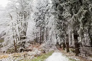 Hoar: 80186013 Hoar Frost - trees and vegetation covered