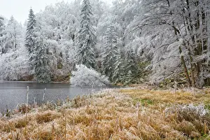 Carrot: 80186014 Hoar Frost - trees and vegetation covered