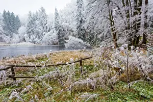 Carrot: 80186015 Hoar Frost - trees and vegetation covered