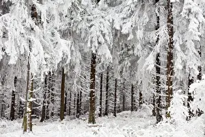 Monoculture: 80186016 Hoar Frost - Norway Spruce trees - covered