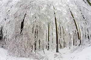 Severe: 80186017 Beech Woodland - covered in severe hoar