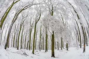 Severe: 80186019 Beech Woodland - covered in severe hoar