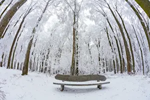 Bench: 80186020 Wooden Bench - in beech woodland - covered