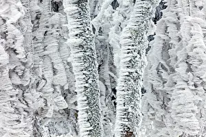 Alder: 80186021 Trees - stems and branches - covered in