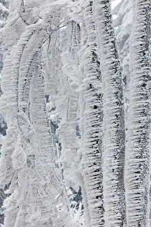 Alder: 80186023 Trees - stems and branches - covered in