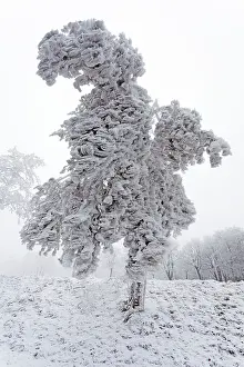 Alder: 80186024 Trees - covered in severe hoar frost Meissner