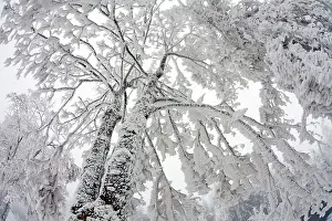 Alder: 80186025 Trees - covered in severe hoar frost Meissner