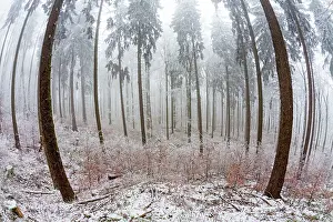Boulders: 80186028 Mixed Woodland - trees and vegetation -