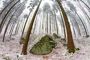 Boulders: 80186029 Norway Spruce Trees - vegetation and basalt