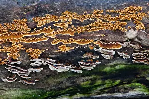 Halloh: 80186031 Fungus - various species - growing on dead