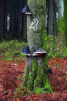 Forestry: 80186032 Hoof Fungus or Tinder Fungus - growing