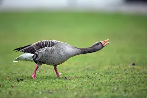Greylag: 80186033 Greylag Goose - in threatening posture