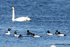 Goldeneye: 80186034 Common Goldeneye - drakes and ducks - resting