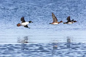 Goldeneye: 80186035 Common Goldeneye - drake and duck in flight
