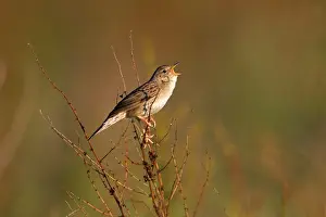 Grasshopper: 80186036 Grasshopper Warbler - singing fron plant