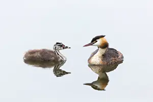 Seeburger: 80186037 Great Crested Grebe - parent bird - with