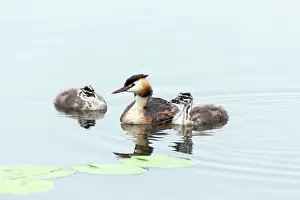 Seeburger: 80186038 Great Crested Grebe - parent bird - with