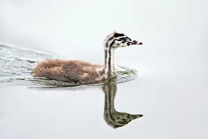 Seeburger: 80186039 Great Crested Grebe - chick swimming on