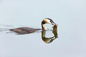 Caught: 80186040 Great Crested Grebe - with caught fish