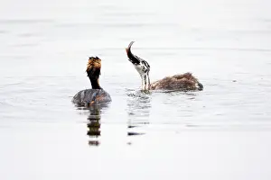 Swallowing: 80186041 Great Crested Grebe - chick swallowing