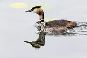 Seeburger: 80186042 Great Crested Grebe - parent bird with