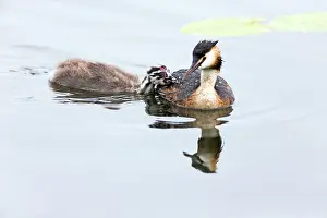 Begging: 80186043 Great Crested Grebe - chick begging for