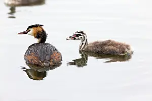 Seeburger: 80186044 Great Crested Grebe - parent bird - with