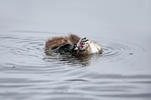 Scratching: 80186045 Great Crested Grebe - chick scratching