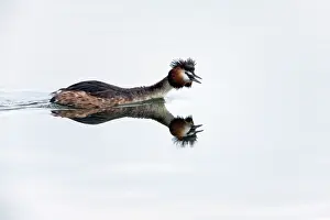 Territorial: 80186046 Great Crested Grebe - territorial male