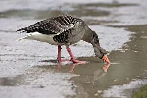 Greylag: 80186052 Greylag Goose - drinking from puddle in