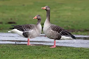 Greylag: 80186053 Greylag Goose - pair resting - in park