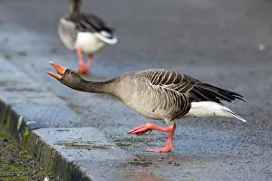 Greylag: 80186054 Greylag Goose - in threatening posture