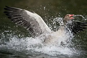 Greylag: 80186055 Greylag Goose - landing on lake and displaying