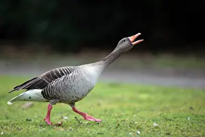 Greylag: 80186056 Greylag Goose - in threatening posture