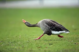 Greylag: 80186057 Greylag Goose - in threatening posture