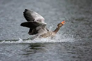 Greylag: 80186058 Greylag Goose - landing on lake and displaying