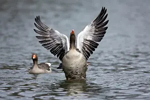 Greylag: 80186059 Greylag Goose - landing on lake and displaying