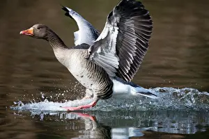 Greylag: 80186060 Greylag Goose - landing on lake - water-skiing