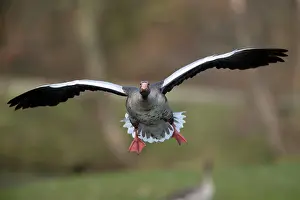 Greylag: 80186061 Greylag Goose - in flight - coming in to