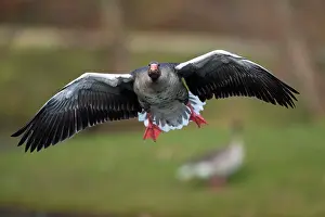 Greylag: 80186062 Greylag Goose - in flight - coming in to