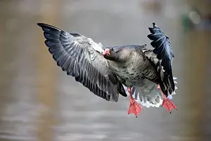 Greylag: 80186063 Greylag Goose - in flight - coming in to