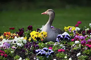 Greylag: 80186064 Greylag Goose - sitting on its nest - amongst