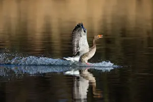 Greylag: 80186065 Greylag Goose - landing on lake and displaying