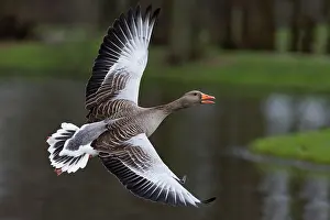 Greylag: 80186067 Greylag Goose - in flight - calling Hessen