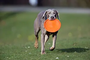 Weimaraner: 80186068 Dog - Weimaraner breed - running in a park