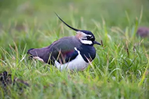 Coarse: 80186070 Lapwing - resting amongst coarse grass