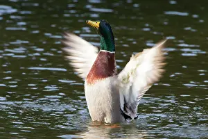 Mallard: 80186072 Mallard - drake flapping its wings in courtship