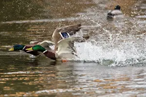 Chasing: 80186073 Mallard - two territorial drakes chasing