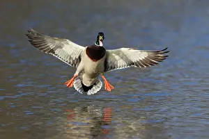 Mallard: 80186074 Mallard - drake in landing flight - calling