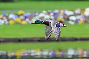 Mallard: 80186075 Mallard - drake in flight - flying over